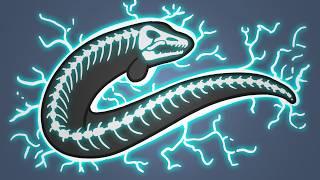 Why Don't Electric Eels Shock Themselves?