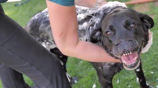 Dog Washing with Dr. Bronner's