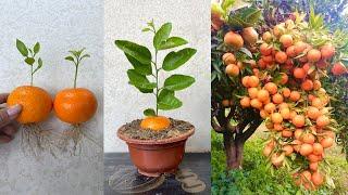 Techniques Grafting Oranges With garlic Grow fast Get a lot of benefits 100% success