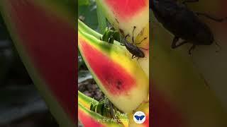 AWE Weevil #amazonrainforest #awe #biodiversity #insects