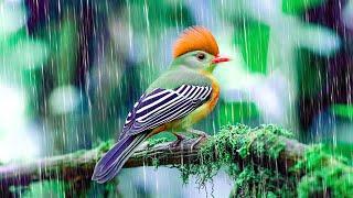 Piano Music with Gentle Rain and Birds ️️️ Music for harmony inner peace and meditation