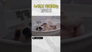 유기견의 첫목욕인데 누워서 받는다고? #유기견임보