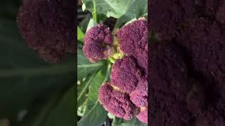 Let’s harvest some cauliflower for dinner! #gardening #garden #organic #veggies #food #shorts