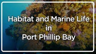 Habitat and Marine life Port Phillip Bay Education Resource