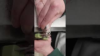 how to trim my dog's nails at home I Chappelle Veterinary Clinic