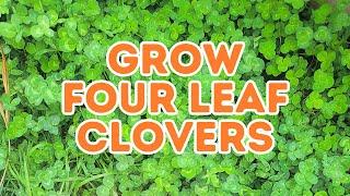 The Magic of 4-Leaf Clovers  | History, Legends & How to Grow Your Own Lucky Garden!