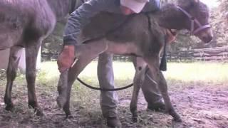 One week old baby donkey learning touch and leading. Imprinting training tips