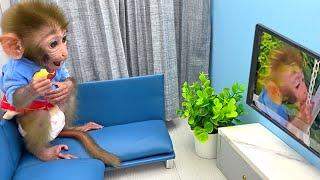 Baby monkey Bon Bon watches TV in his new living room and plays with his friends