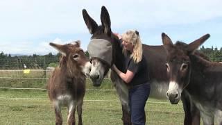 Bringing Your Donkey Home