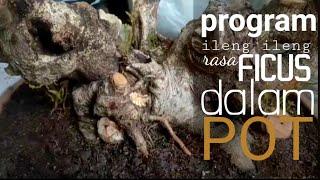 Cara merawat bonsai ileng ileng program di dalam pot