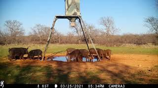 WOW!! WAR in TEXAS!!!!  Feral Hog Population Continues to Grow!! Browning BTC-7A Video