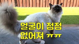 버만 고양이는 다 이래? 초코 얼굴이 갈수록 없어져간다아아아아아~~~