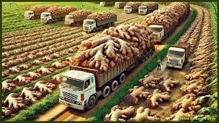 How Farmers Harvest Ginger with Modern Technology: Bundaberg Ginger Beer Mega Factory