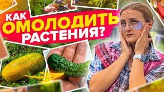 ОГУРЦЫ БУДУТ ПЛОДОНОСИТЬ ДОЛГО! Как омолодить растения на участке