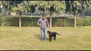 Manoj sharma dog trainer mo... 8743862749....new Delhi dwarka se 7   all Delhi Dog training