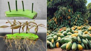 Preparation of mango cuttings from banana | How to grow mango tree | Grafting Best skill