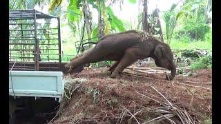 Heroes Battle Wild Baby Elephant in Heart-Pounding Rescue Mission