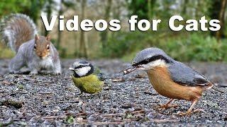 Videos for Kittens and Cats to Watch - Birds and Squirrels  on The Ground