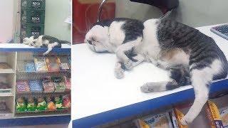 Sleepy Pet Cat Naps On Shop Counter