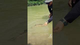 Catching #malayantrout #raiamasguttatus #trouts #troutreel #goldentrout #rainbowtrout #troutbum