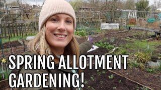 SPRING HAS ARRIVED ON THE ALLOTMENT / ALLOTMENT GARDENING FOR BEGINNERS