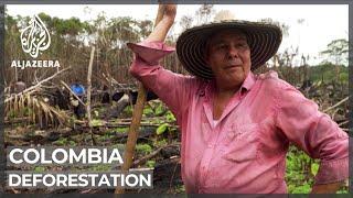 Deforestation: Colombian programmes encourage conservation efforts