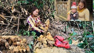 single mom farm Go to the forest to dig up Phu Linh tubers and sell them to buy bran for piglets