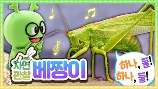 자연관찰 베짱이ㅣNature Observation katydidㅣ베짱이가 게으름뱅이가 아니라고?ㅣ곤충도감ㅣ곤충백과ㅣ튼튼영어