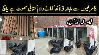 Ayam Cemani Black Chicken Farming || Black Chicken Ayam Cemani Hens Farm in Pakistan ||Asim Faiz