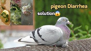 How to Treat racing Pigeon Diarrhea | Top Tips for Healthy Racing Pigeons .