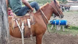 Domar seu cavalo... aprenda com ele