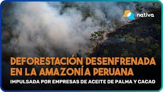  INFORME EIA: Deforestación desenfrenada en la AMAZONÍA PERUANA