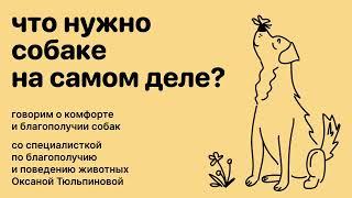 Что нужно собаке на самом деле? Выпуск о комфорте и благополучии городских собак.