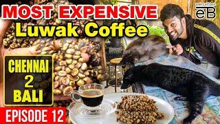 WORST coffee I have ever Tasted | Luwak Coffee | The Most Expensive Coffee  #expensive #coffee