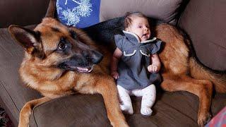 When Huge German Shepherd Becomes Nanny for His Baby   Cute Moments Dog and Human