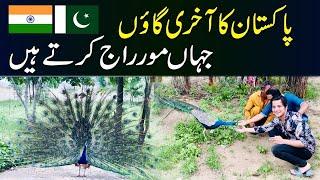 LAST VILLAGE OF PAKISTAN AND INDIA BORDER | KASBO NANGARPARKAR SINDH | PEACOCK DANCE