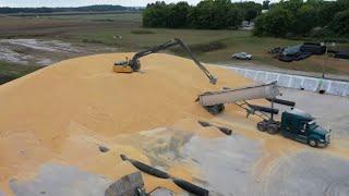 Making a 900,000 Bushel Corn Pile, Enlist vs. Liberty Soybeans and Harvesting In The Mud S2 E32