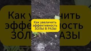 Как увеличить эффективность золы в разы! #дача #огород #подкормка #зола #удобрения #лайфхаки