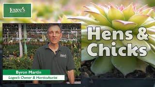 Hens and Chicks Plant ~ How to Grow and Care for 'Gold Nugget' Hens and Chicks