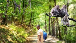 Exploring Nairobi's Stunning Forest and Interacting with its Playful Monkeys