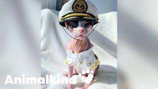 Cruise kitty makes the cutest first mate | Animalkind
