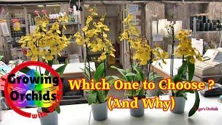 Back to Basics - Decisions When Buying Orchids