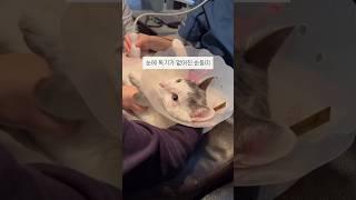 병원만 가면 착한 고양이가 되는 꼬물이