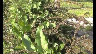 Cotoneaster horizontalis y fauna auxiliar.WMV