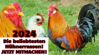 Die beliebtesten Hühnerrassen 2024! Jetzt Lieblings-Hühner voten! HAPPY HUHN #hühnerzucht #hühner