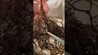 Pear #tree #bonsai #shorts