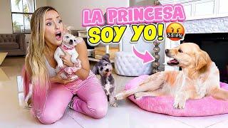 MIS PERRITOS REACCIONAN A MI NUEVA BEBÉ !!  | Katie Angel