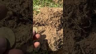 Digging Washington’s in the park #metaldetecting #metaldetector #treasurehunting #coin #treasure