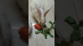 Cute bunny  s#trending #shorts #bunny #2024#rabbits #animals #viralshorts #video