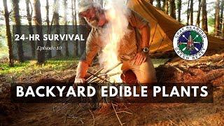 Easy to Identify Backyard Edibles for Survival (24 Hour Survival Ch. 10) | Gray Bearded Green Beret